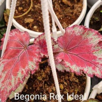 Begonia Rex Ideal Pink silver