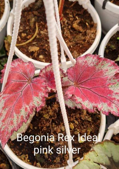 Begonia Rex Ideal Pink silver