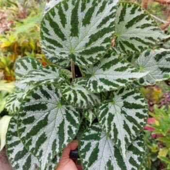 Begonia Rex Imperialis