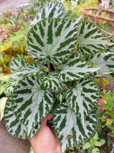 Begonia Rex Imperialis