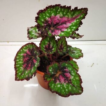 Begonia Rex Jurassic watermelon