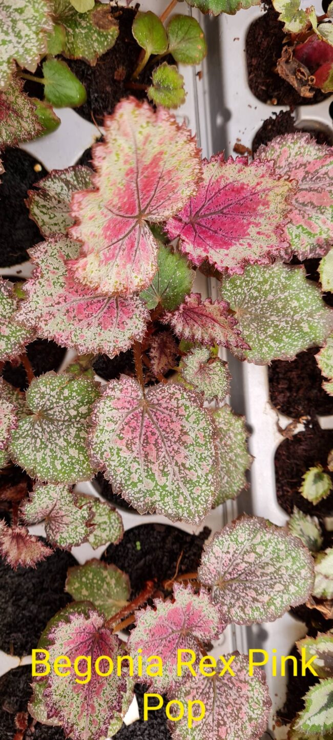 Begonia Rex Pink Pop