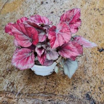 Begonia Rex Red Bull