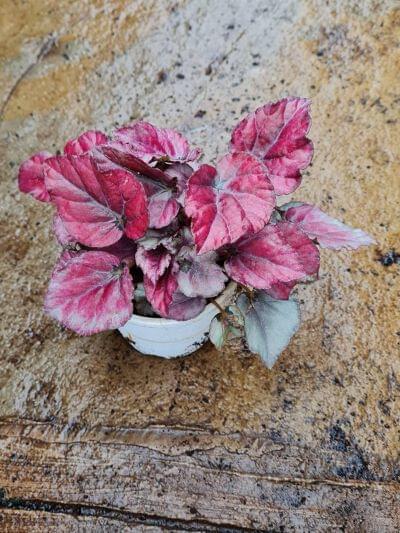 Begonia Rex Red Bull