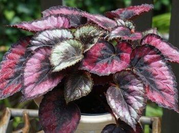 Begonia Rex Red Heart