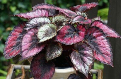 Begonia Rex Red Heart