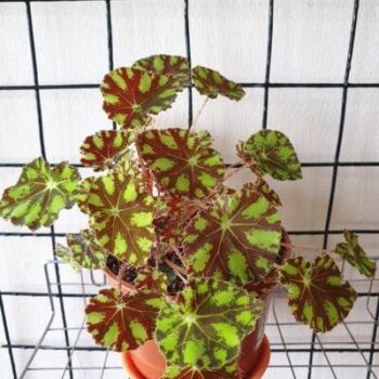 Begonia Rex Tiger