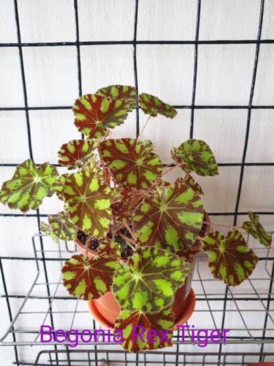 Begonia Rex Tiger