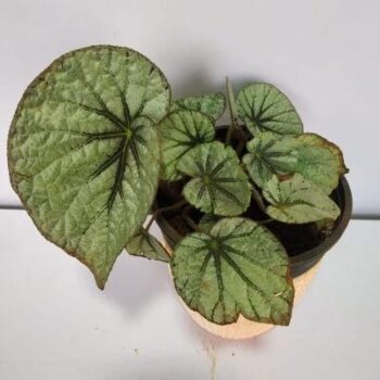 Begonia Silver Lace