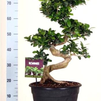 Bonsai Ficus S shape