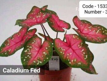 Caladium Fed